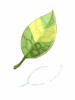 (服飾)變身樹葉(歸屬) - Ragnarok Zero item icon