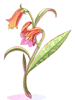 Aloe - Ragnarok Zero item icon