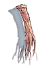 Tendon - Ragnarok Zero item icon