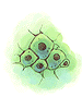 Single Cell - Ragnarok Zero item icon