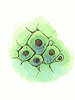 Furseal Cell - Ragnarok Zero item icon