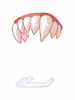 舞獅的假牙 - Ragnarok Zero item icon