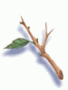 Young Twig - Ragnarok Zero item icon