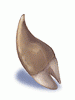 Ogre Tooth - Ragnarok Zero item icon