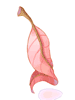 Red Herb - Ragnarok Zero item icon