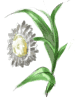 Ment - Ragnarok Zero item icon