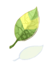 Smokie Leaf - Ragnarok Zero equipment icon