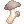 Edible Mushroom